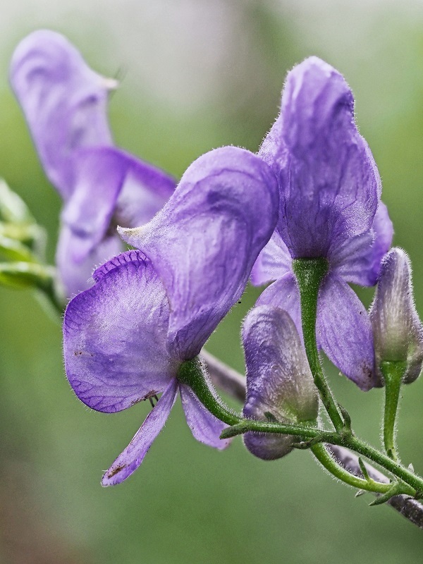 ウゼントリカブト: 華甲からの花巡り ウゼントリカブト: 華甲からの花巡り